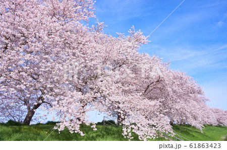 満開の堤防沿いの桜並木 青空 満開の堤防沿いの桜並木 青空 61863423