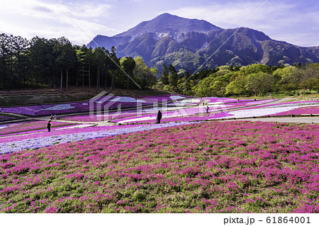 （埼玉県）羊山公園・芝桜の丘 61864001