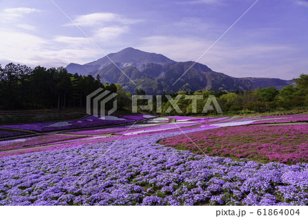 (埼玉県)羊山公園・芝桜の丘 (埼玉県)羊山公園・芝桜の丘 61864004