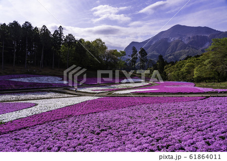 （埼玉県）羊山公園・芝桜の丘 61864011