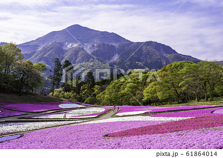 （埼玉県）羊山公園・芝桜の丘 61864014