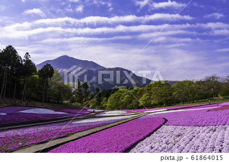 （埼玉県）羊山公園・芝桜の丘 61864015