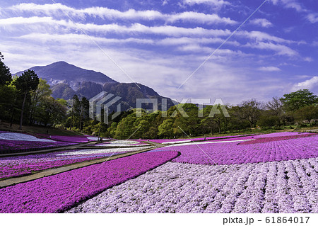 (埼玉県)羊山公園・芝桜の丘 (埼玉県)羊山公園・芝桜の丘 61864017