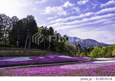 (埼玉県)羊山公園・芝桜の丘 (埼玉県)羊山公園・芝桜の丘 61864018
