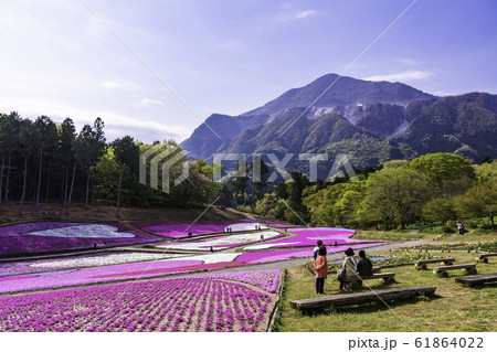 （埼玉県）羊山公園・芝桜の丘 61864022