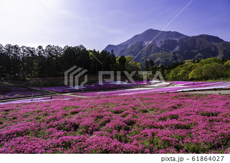 （埼玉県）羊山公園・芝桜の丘 61864027