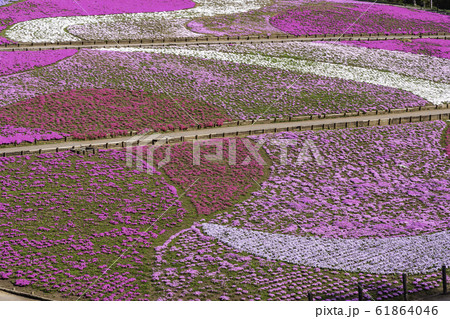(埼玉県)羊山公園・芝桜の丘 芝桜のカーペット (埼玉県)羊山公園・芝桜の丘 芝桜のカーペット 61864046
