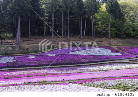 (埼玉県)羊山公園・芝桜の丘 (埼玉県)羊山公園・芝桜の丘 61864105