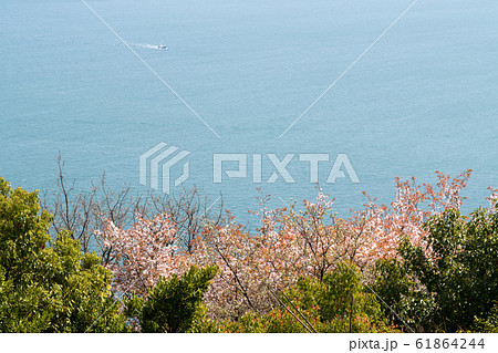桜咲く音戸の瀬戸公園から眺めた瀬戸内海の景色 61864244