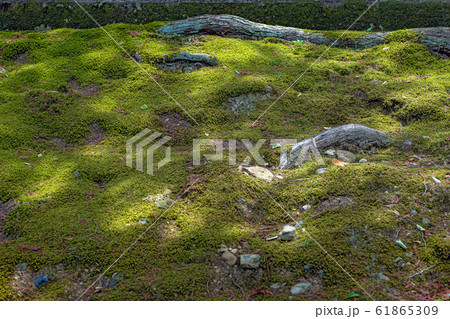木漏れ日の中の苔むす庭園 木漏れ日の中の苔むす庭園 61865309
