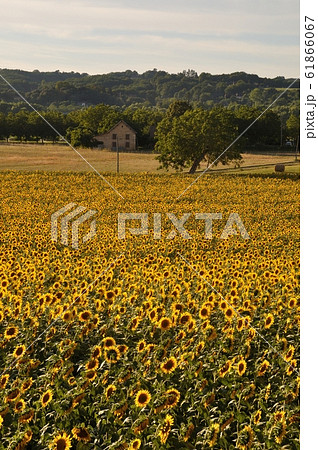 sun flower field 61866067