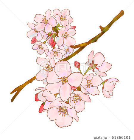 桜イラスト 61866101