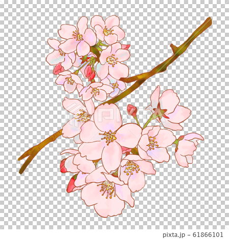 桜イラスト 61866101