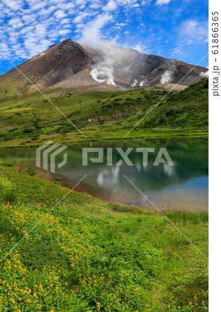 大雪山旭岳_夫婦池と黄色の花 61866365