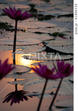 タレーブアデーンの蓮の花 タレーブアデーンの蓮の花 61866539