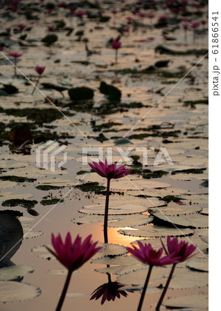 タレーブアデーンの蓮の花 タレーブアデーンの蓮の花 61866541