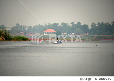 タレーブアデーンの蓮の花 タレーブアデーンの蓮の花 61866545