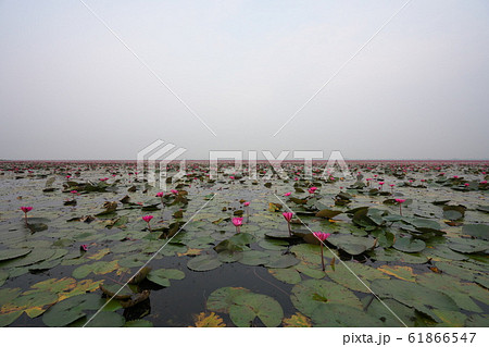 タレーブアデーンの蓮の花 タレーブアデーンの蓮の花 61866547