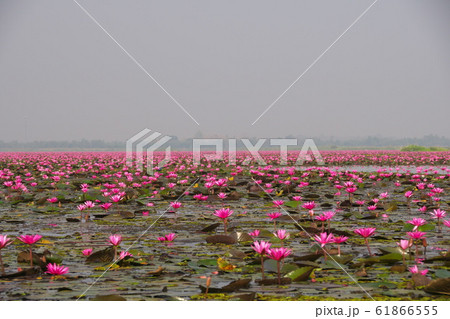 タレーブアデーンの蓮の花 61866555