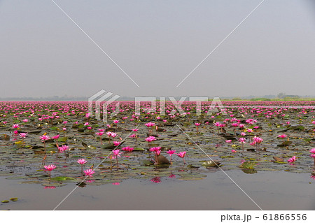 タレーブアデーンの蓮の花 61866556