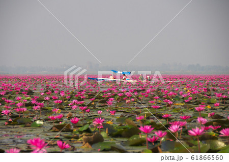 タレーブアデーンの蓮の花 タレーブアデーンの蓮の花 61866560