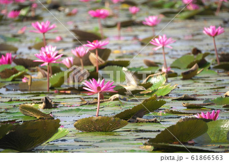 タレーブアデーンの蓮の花 61866563