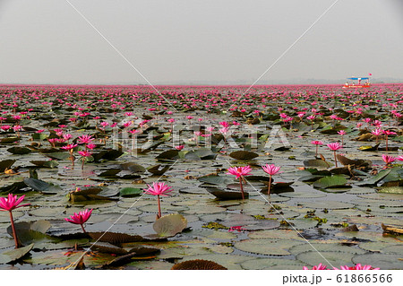 タレーブアデーンの蓮の花 61866566