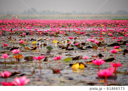 タレーブアデーンの蓮の花 タレーブアデーンの蓮の花 61866573