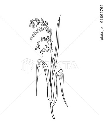 rice plant sketch
