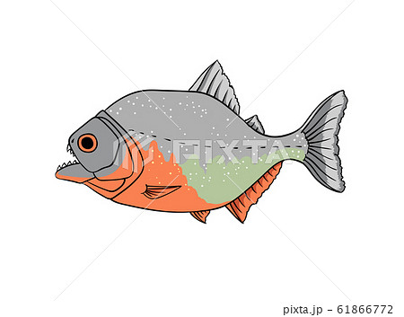 Red piranha vector isolated on white 61866772