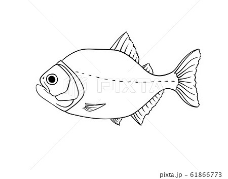 Red piranha vector isolated on white Red piranha vector isolated on white 61866773