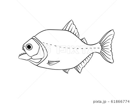 Red Piranha Vector Isolated On Whiteのイラスト素材