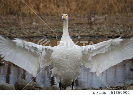 白鳥 秋田県鶯野 61866906