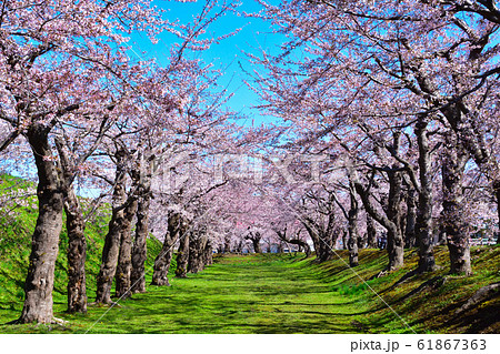 桜景　函館　五稜郭 61867363