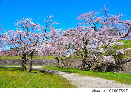 桜景　函館　五稜郭 61867397