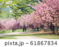 春 ギョプボトコト 花 61867834