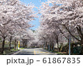 春 花 桜 61867835