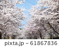 春 花 桜 61867836