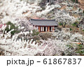 梅 春 花 61867837