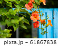 ジャカランダ 花 夏 61867838