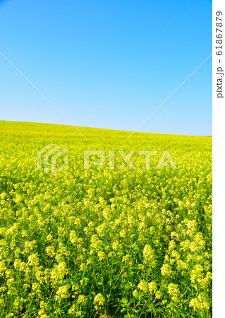 キガラシ花畑 61867879