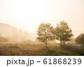 木 風景 朝 61868239