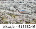 春 梅 花 61868246