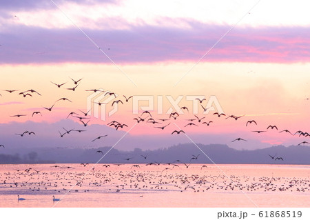 伊豆沼の朝 61868519