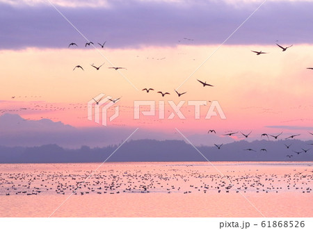 伊豆沼の朝 伊豆沼の朝 61868526