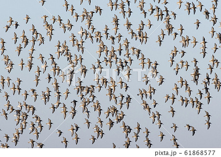 ハマシギ群飛 ハマシギ群飛 61868577
