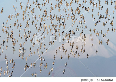 ハマシギ、ミユビシギの群飛と富士山 ハマシギ、ミユビシギの群飛と富士山 61868868