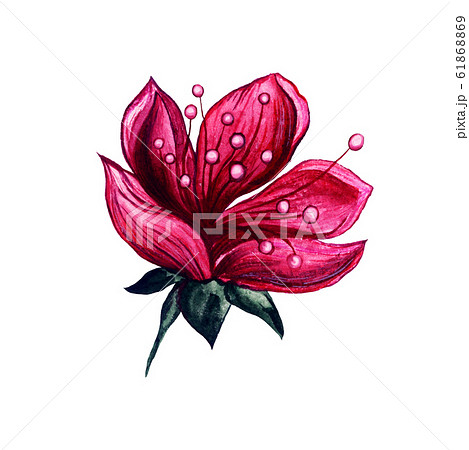 Watercolor floral pink petals, plum blossom flower 61868869