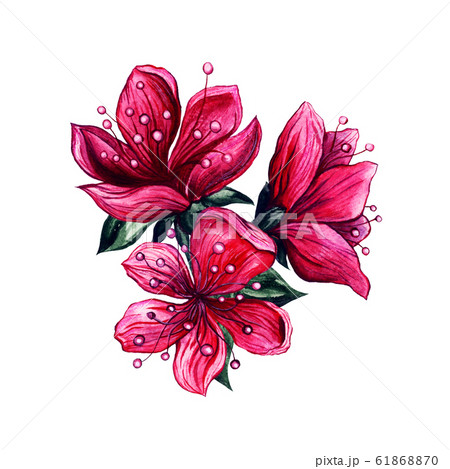 Pink flowers watercolor, Japanese plum blossom 61868870