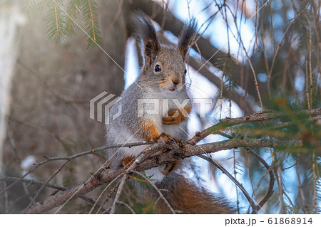 The squirrel sits on a fir branches in the winter 61868914